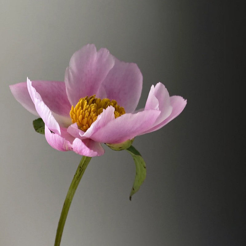 Mystic Bloom Ring – Whisper of Petal Grace